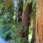 Redwood Garden